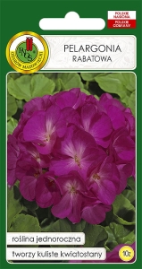PNOS PELARGONIA FIOLETOWA 10Z
