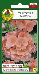 PNOS PELARGONIA ŁOSOSIOWA 10Z
