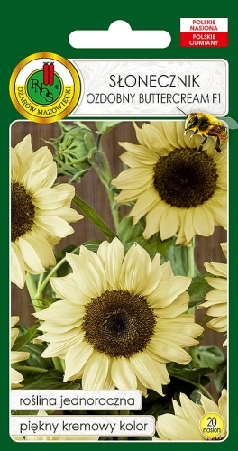 PNOS SŁONECZNIK BUTTERCREAN 20Z