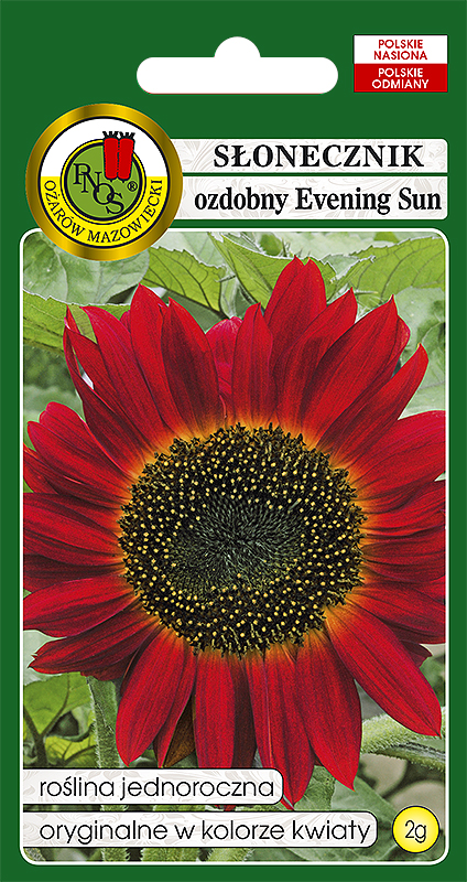 PNOS SŁONECZNIK OZDOBNY EVENING SUN 2G