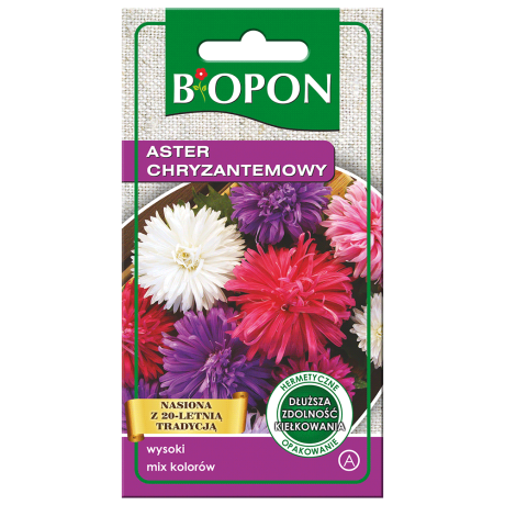 Bopon Aster chryzantemowy – mix kolorów
