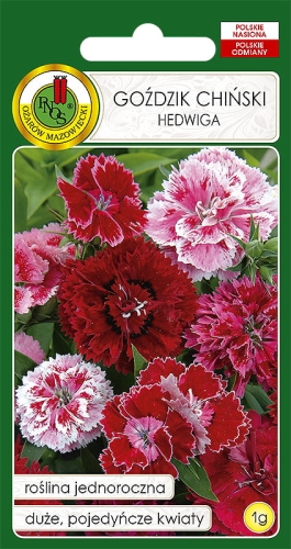 PNOS GOŹDZIK CHIŃSKI HEDWIGA 1G