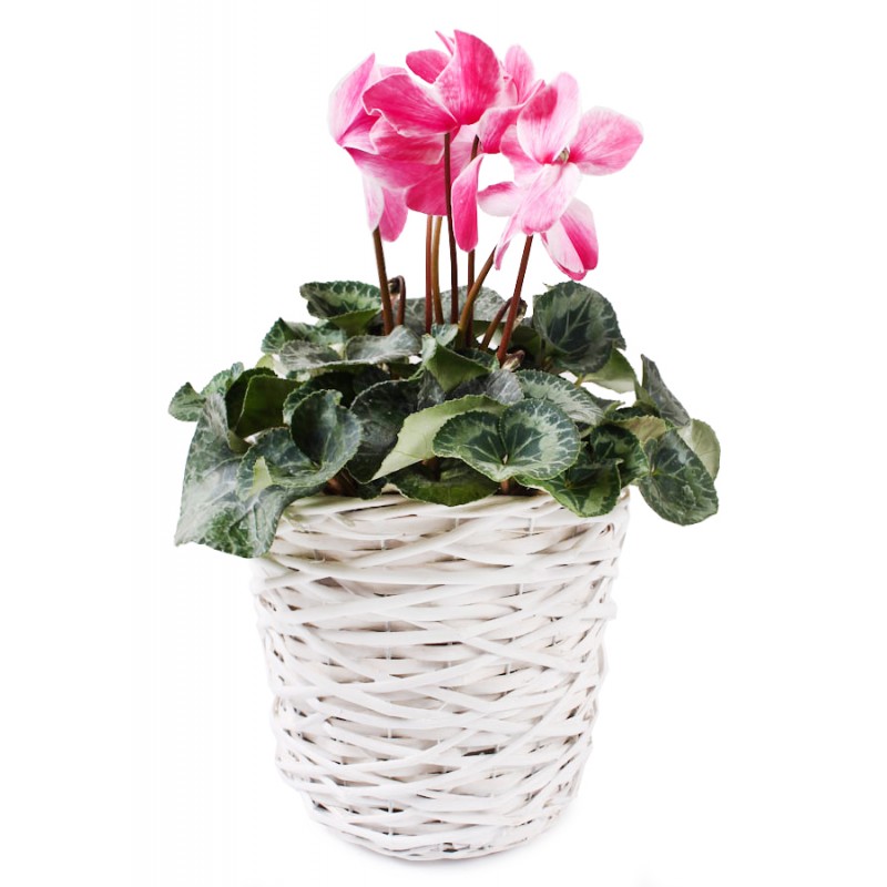 TIN TOURS OSŁONKA NA DONICZKĘ BIAŁĄ CSH12-10103.M