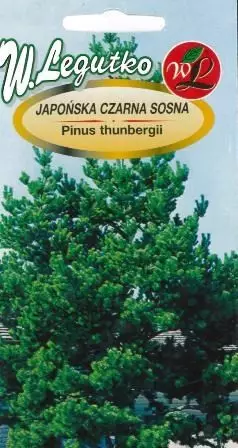 LEGUTKO SOSNA CZARNA 0,3G