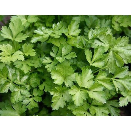 SPÓJNIA PIETRUSZKA NACIOWA FESTIVAL 68 5G