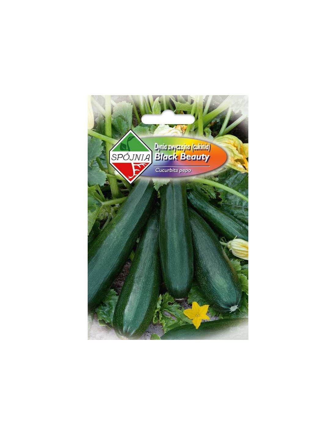 SPÓJNIA DYNIA CUKINIA BLACK BEAUTY 5G