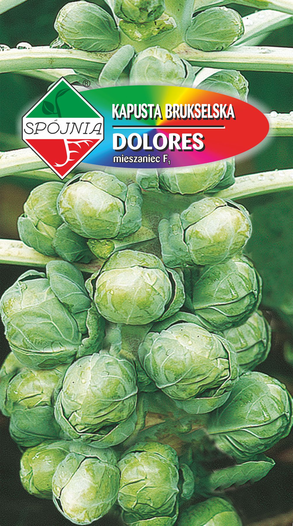 SPÓJNIA KAPUSTA BRUKSELKA DOLORES 0,5G