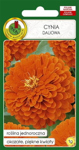 PNOS CYNIA DALIOWA POMARAŃCZOWA 1G