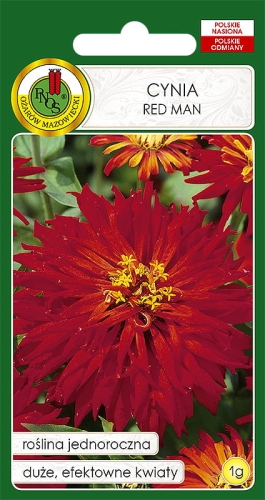 PNOS CYNIA CHRYZANTEMOWA RED MAN 1G