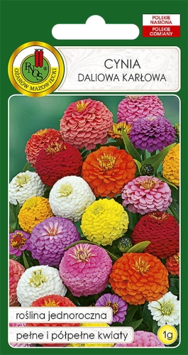 PNOS CYNIA DALIOWA KARŁOWA MIX 1G