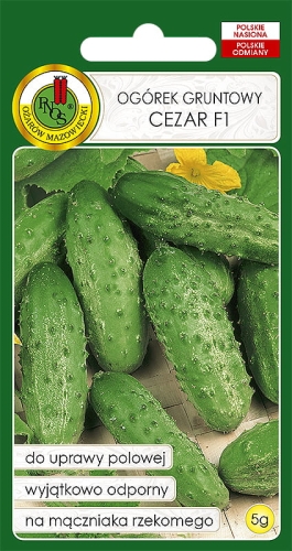 PNOS OGÓREK CEZAR 5G