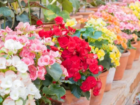 LEGUTKO BEGONIA BULWIASTA WIELKOKWIATOWA 0,01G