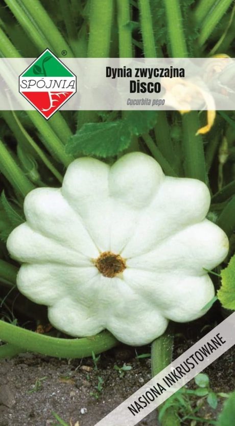 SPÓJNIA DYNIA PATISON DISCO 5G
