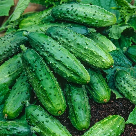 PNOS OGÓREK ZUZANNA 2G