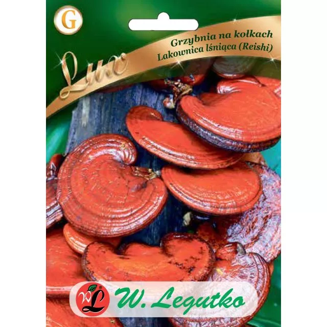 LEGUTKO GRZYBNIA LAKOWNICA LŚNIĄCA 20SZT