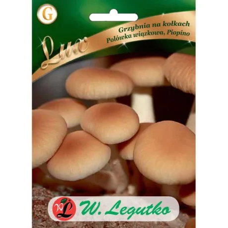 LEGUTKO GRZYBNIA POLÓWKA WIĄZKOWA