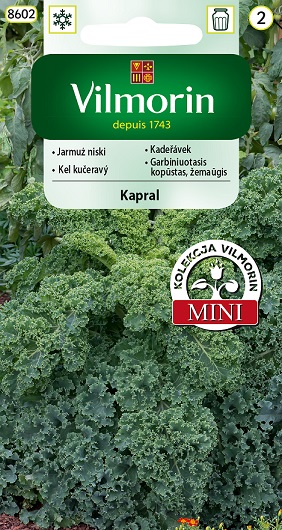 VILMORIN JARMUŻ NISKI KAPRAL 2G