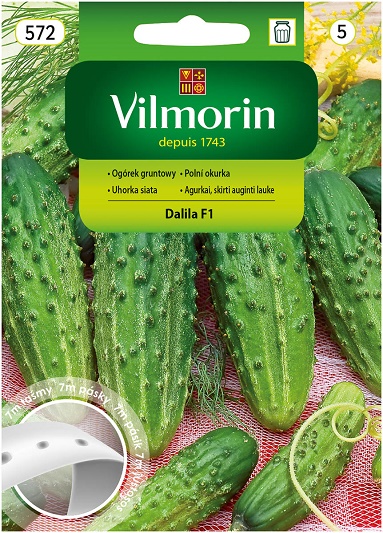 VILMORIN OGÓREK DALILA F1 TAŚMA 7M