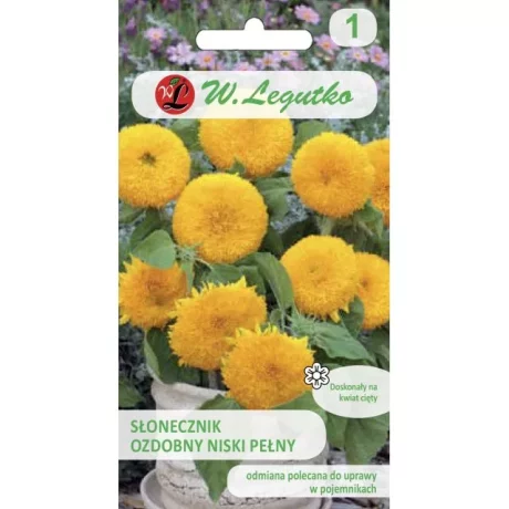 LEGUTKO SŁONECZNIK OZDOBNY TEDDY BEAR 2G