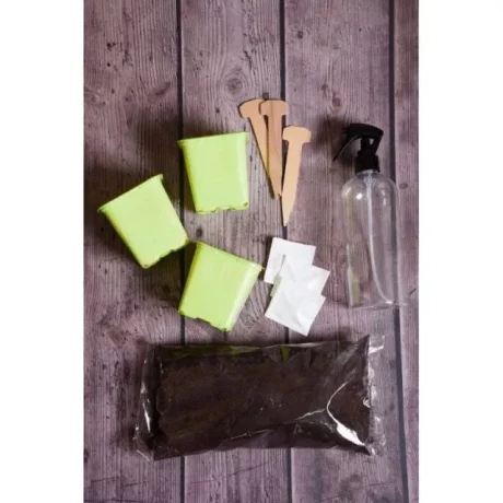 LEGUTKO KAKTUSOWY RAJ