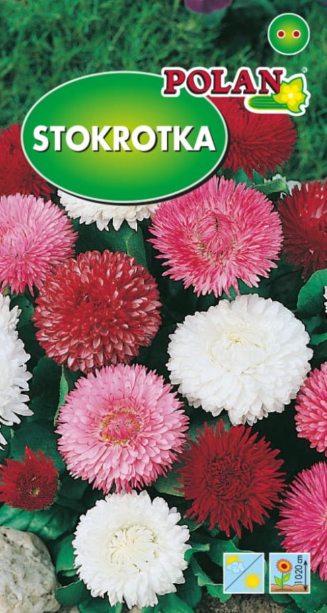 POLAN STOKROTKA PÓŁPEŁNA MIX 0,2G