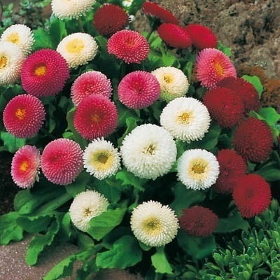 POLAN STOPROTKA POMPONOWA 0,2G