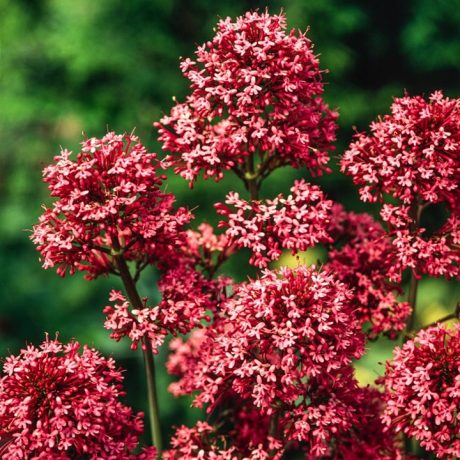 POLAN OSTROGOWIEC CZERWONY 0,3G