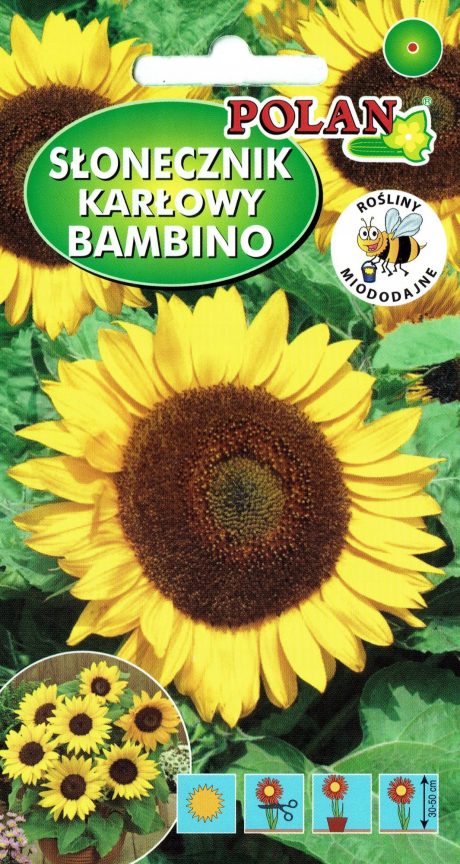 POLAN SŁONECZNIK OZD BAMBINO 2G
