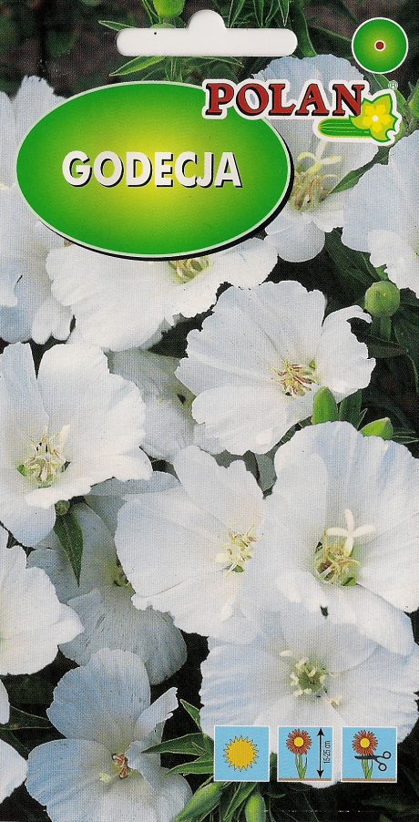 POLAN GODECJA WIELKOKWIATOWA BIAŁA 1G