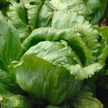 POLAN SAŁATA JULECZKA 0,5G