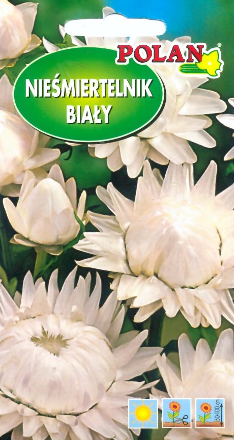 POLAN KOCANKA BIAŁA 1G
