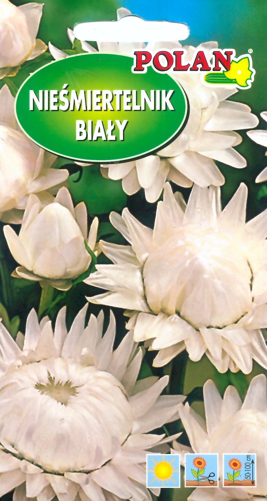 POLAN KOCANKA BIAŁA 1G