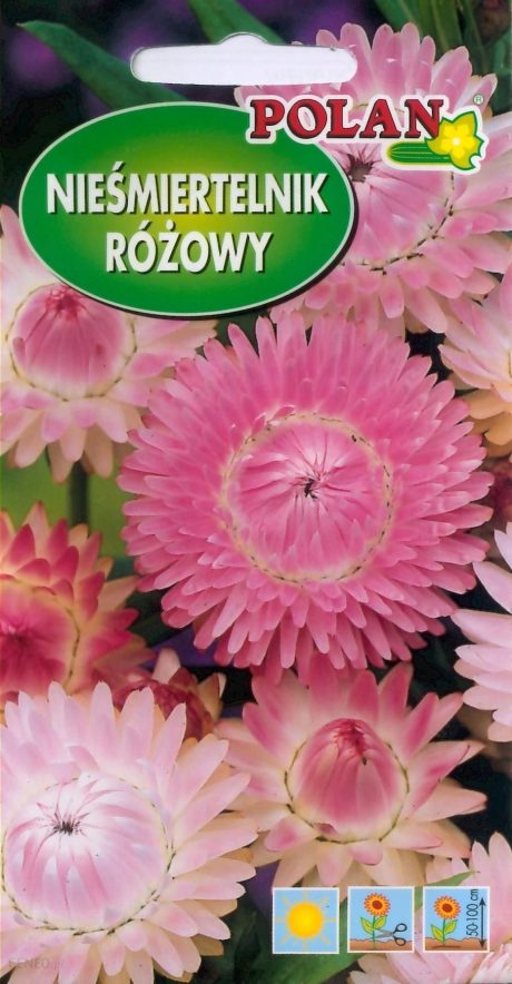 POLAN KOCANKA RÓŻOWA 1G