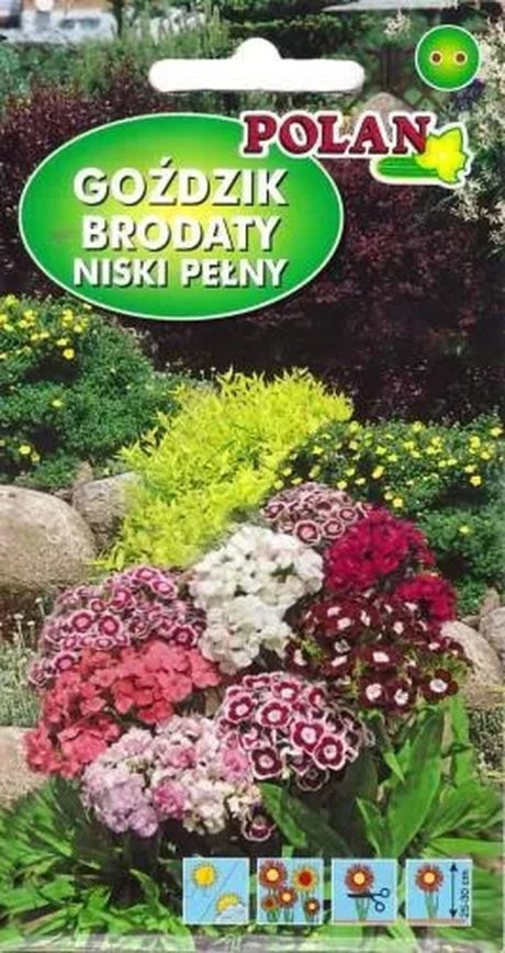 POLAN GOŹDZIK BRODATY NISKI PEŁNY MIX 0,5G