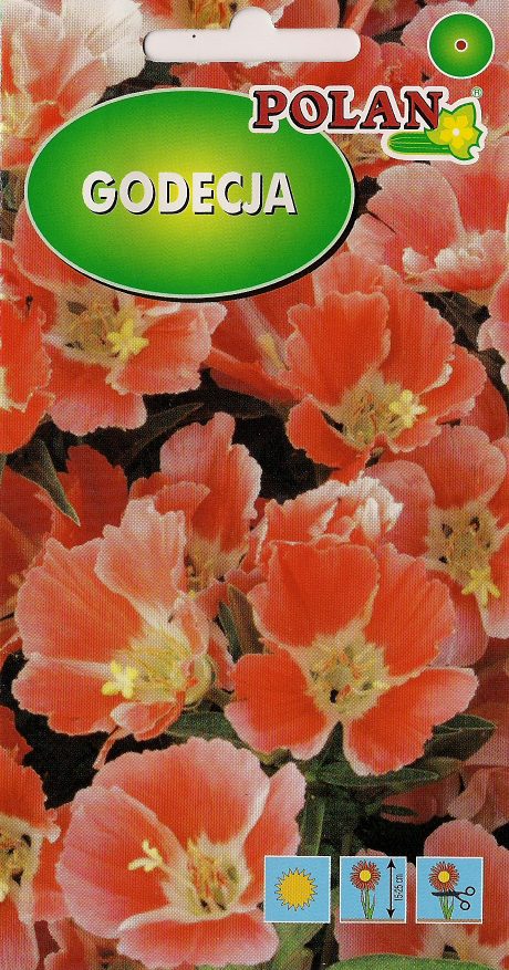 POLAN GODECJA WIELKOKWIATOWA ORANGE GLORY 1G