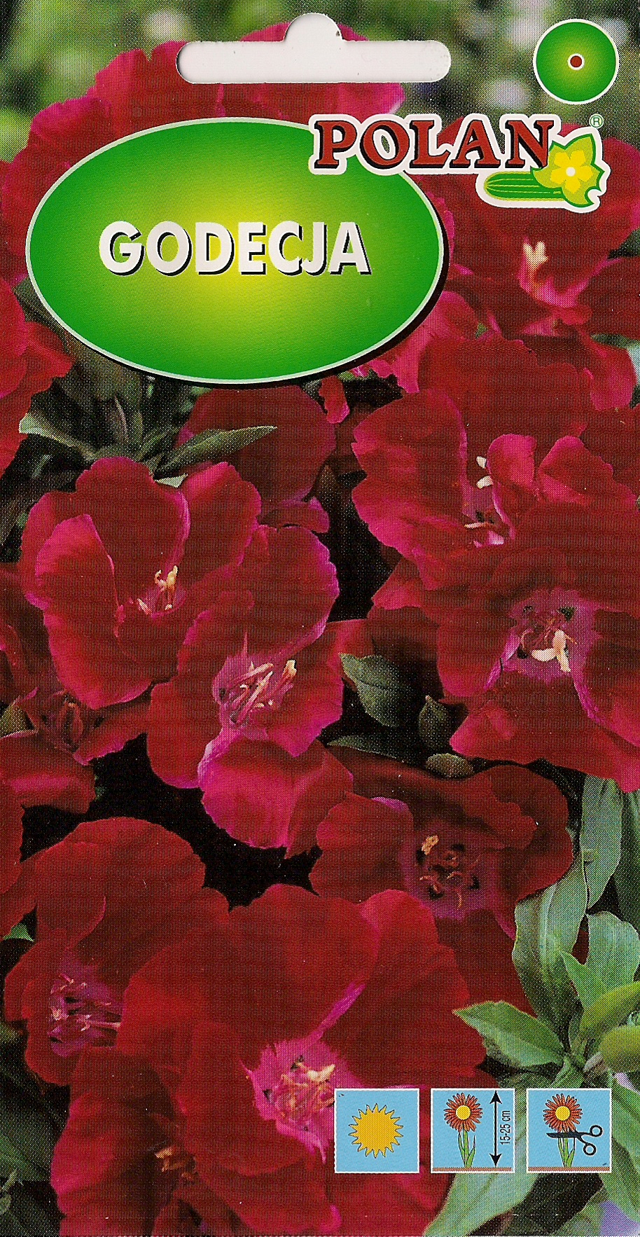 POLAN GODECJA WIELKOKWIATOWA SZKARŁATNA 1G