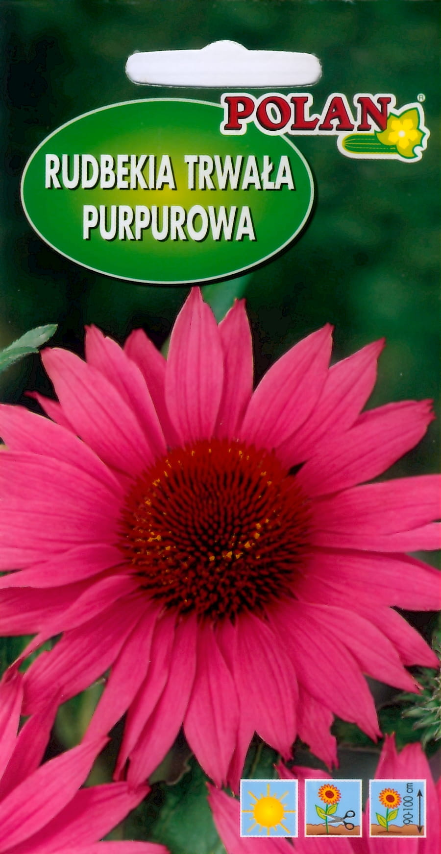 POLAN RUDBEKIA PURPUROWA RÓŻ 1G