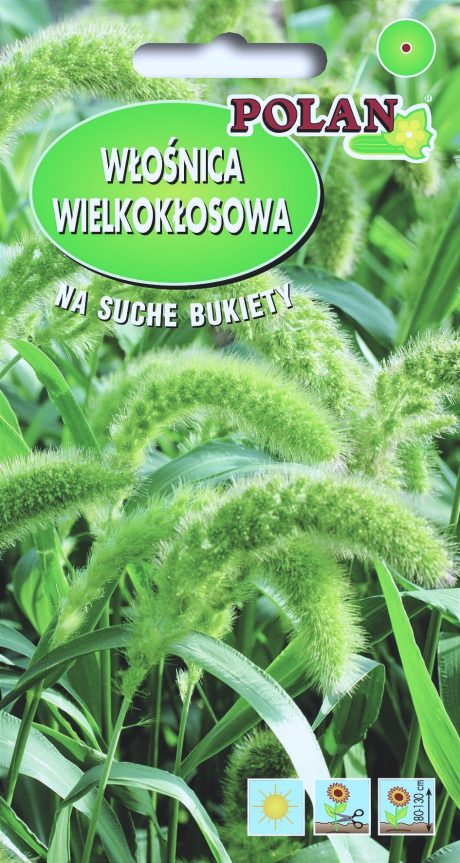POLAN TRAWA OZDOBNA WŁOŚNICA WIELKOKŁOSOWA 2G