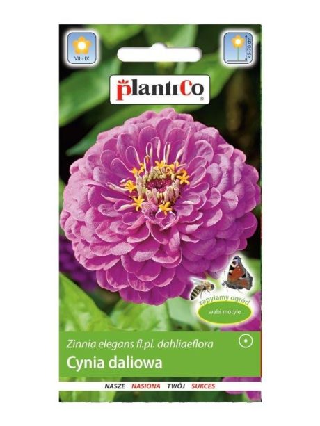 PLANTICO CYNIA DALIOWA LAWENDOWA 1G