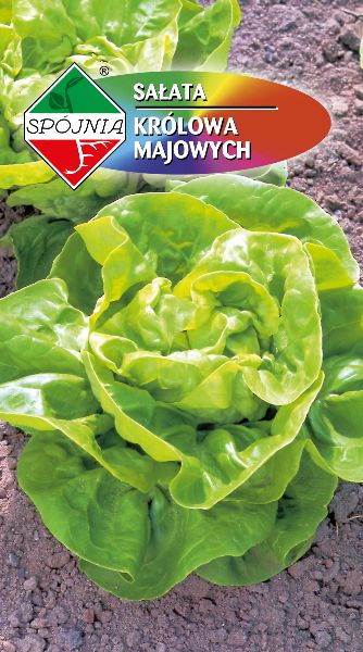 SPÓJNIA SAŁATA KRÓLOWA MAJOWYCH 1G