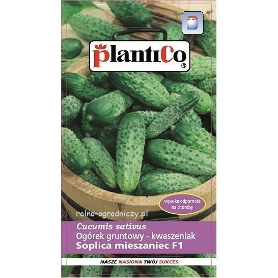 PLANTICO OGÓREK SOPLICA 5G