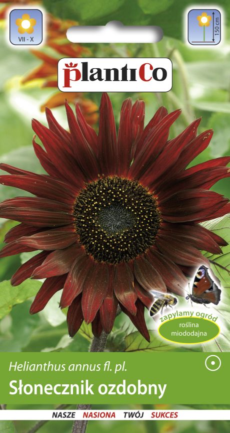 PLANTICO SŁONECZNIK OZDOBNY WYSOKI CZERWONY 2G