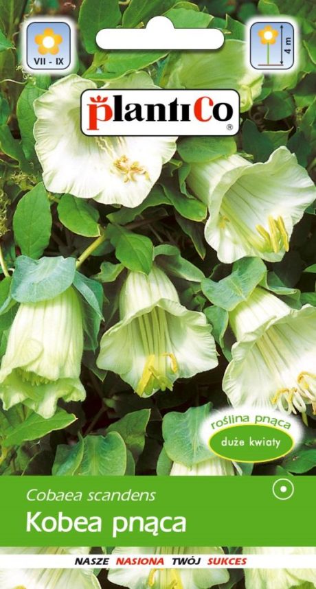 PLANTICO KOBEA PNĄCA BIAŁA 0,5G