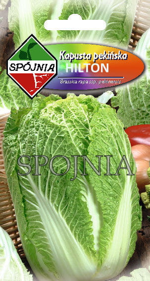 SPÓJNIA KAPUSTA PEKIŃSKA HILTON 1G