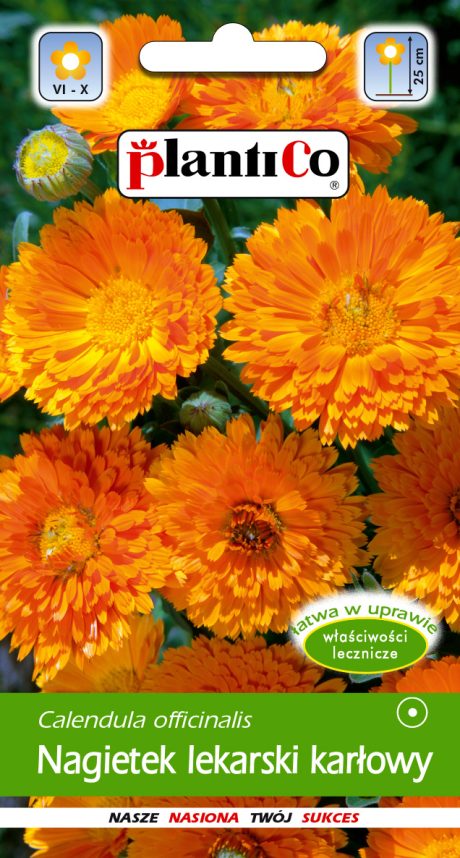 PLANTICO NAGIETEK LEK KARŁOWY POMARAŃCZ 2G
