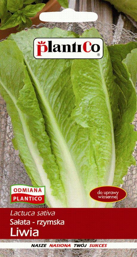 PLANTICO SAŁATA RZYMSKA LIWIA 1G