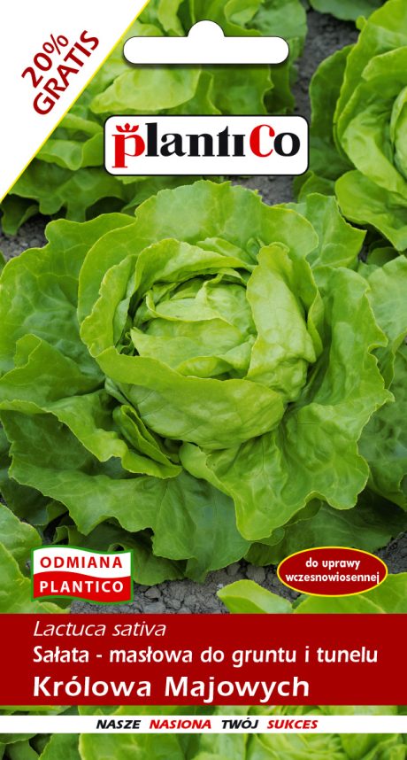 SAŁATA KRÓLOWA MAJOWYCH 1.2G MASŁOWA