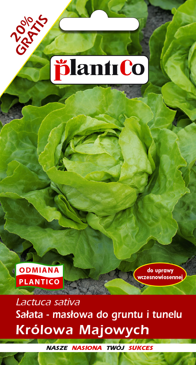 SAŁATA KRÓLOWA MAJOWYCH 1.2G MASŁOWA