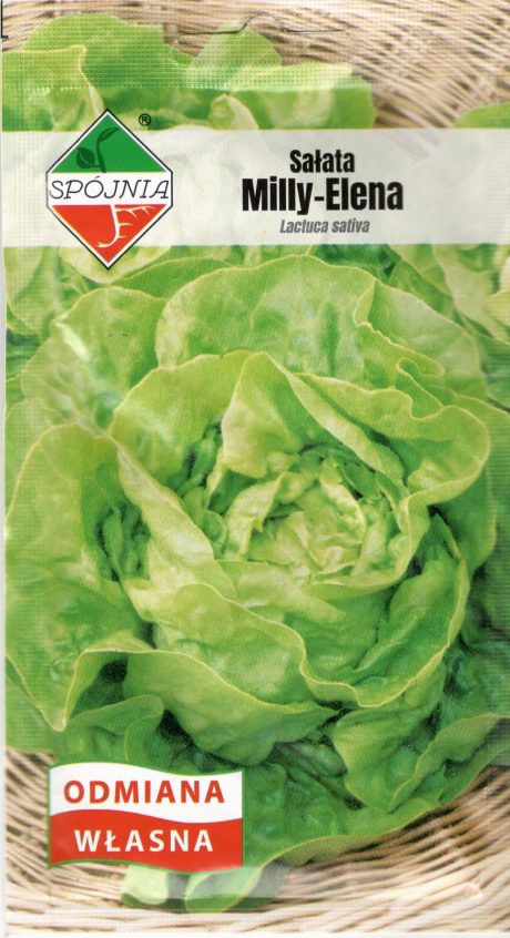 SPÓJNIA SAŁATA MILLY - ELENA 1G