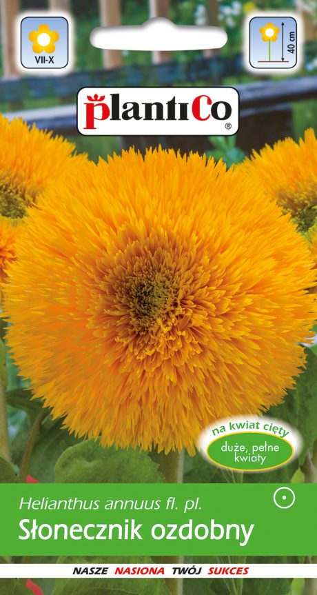 PLANTICO SŁONECZNIK OZDOBNY PEŁNY NISKI 2G